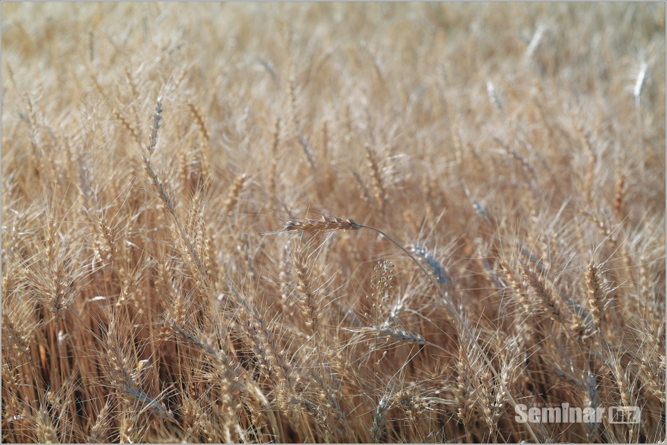 ▲ 13. Wheat [SIGMA sd Quatt ro H : 63mm F2.8 1/400sec 4Pix Panorama ] - 2017년 웹 갤러리 https://photo.popco.net/timefixer