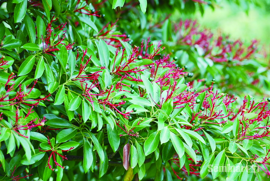 후박(厚朴; Magnoliae Cortex)