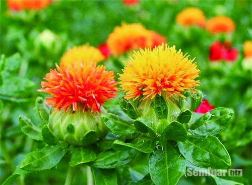 홍화 (일명 Safflower : Carthamus tinctorius Linne)