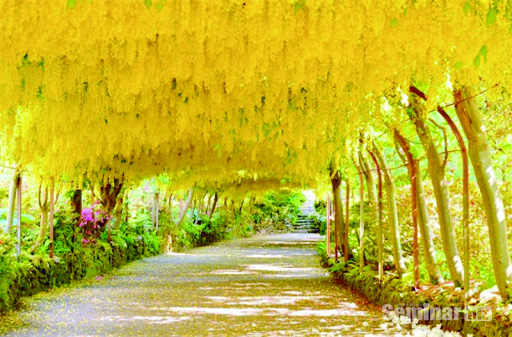 금사슬나무(Cytisus laburnum)