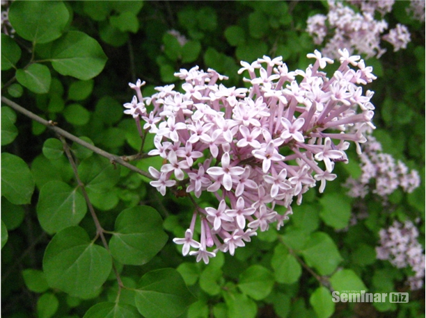 정향(丁香); 인도네시아 몰루카 제도가 원산지이며 영어이름은 '클로브(clove)'