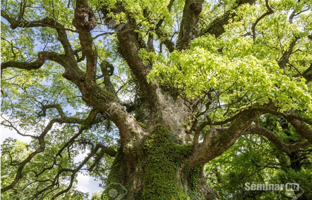 장뇌나무(樟腦樹, 일명 녹나무, 학명은 Cinnamomum camphora)