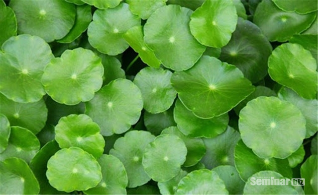 호랑이풀(병풀; Centella asiatica; Gotu Kola)