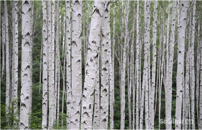 자일리톨(핀란드어로 Ksylitoli) 의 추출원(抽出原)인 자작나무 숲
