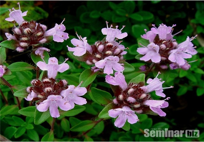 백리향 또는 타임(학명; Thymus quinquecostatus)