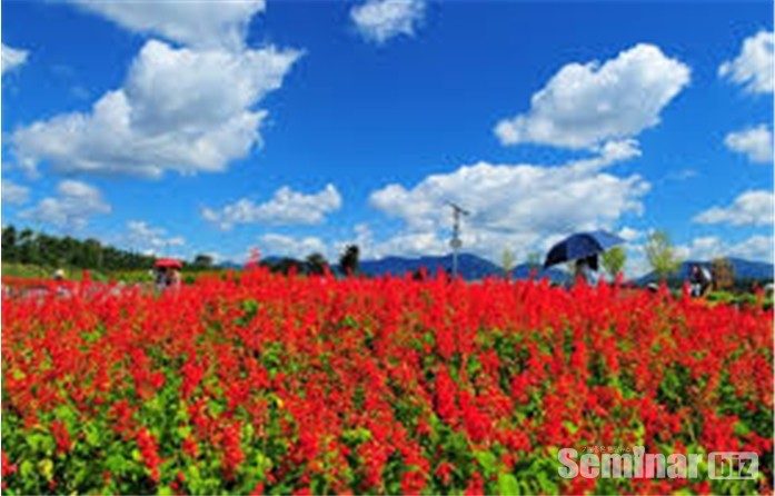 클라리 세이지(Clary sage; 일명 Salvia, 학명 Officinalis)