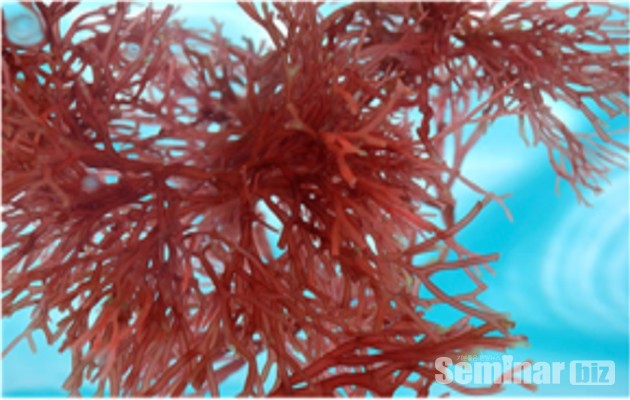 카라기난의 원료인 진도박(chondrus)