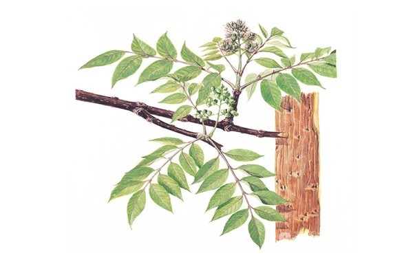 황백나무(학명; Phellodendron)와 황백피(黃柏皮; Phellodendron Bark)