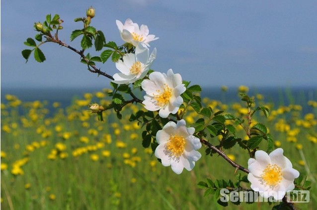 모든 장미의 원조인 들장미(일명 찔레꽃. 영문명; Briar rosa , 학명; Rosa multiflora)