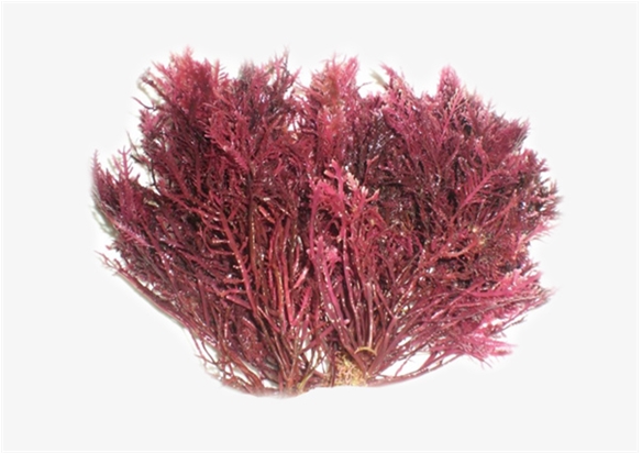 -Agar의 원료인 우뭇가사리(영문명 Gelidium amansii, Gelidium elegans)-