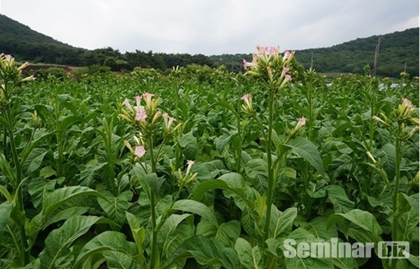 인공적으로 재배되는 담배(Nicotiana tabacum)와 담배 꽃