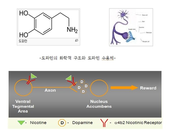 니코틴에 의해 니코틴 수용체에서 도파민이 유리, 방출되는 과정