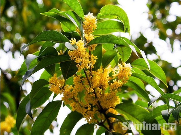 계피(桂皮)의 원료인 월계수(月桂樹; 학명;Laurus nobilis)와 꽃