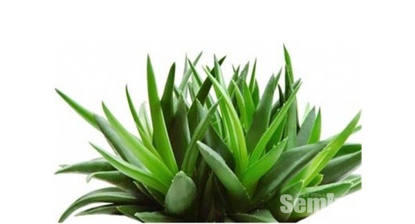 선인장 속인 알로에베라(Aloe Vera)