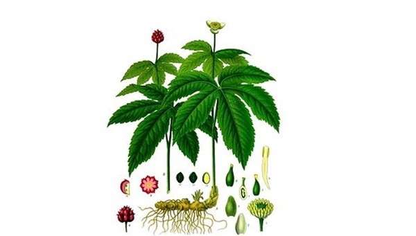 히드라스티스 카나덴시스(Hydrastis Canadensis); 일명 골든실