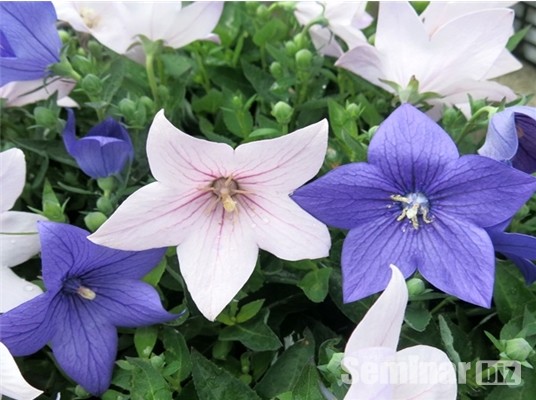 길경; 도라지(桔梗; Platycodonis radix)