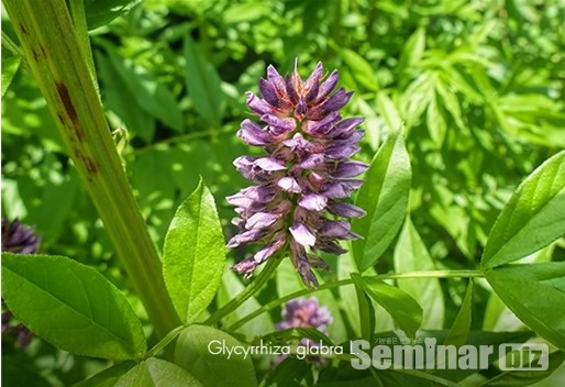 감초; Chinese Liquorice;(Glycyrrhiza uralensis, FISCH)