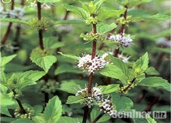 페퍼민트; 박하(薄荷)과에 속하는 워터민트(watermint)와 스피어민트(Spearmint)의 교배종