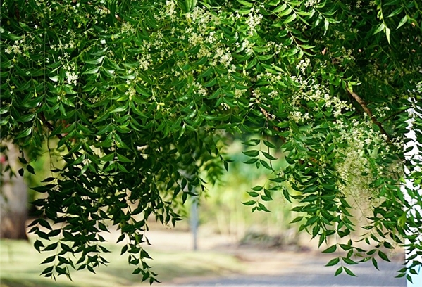 님 나무(Azadirachta indica; Melia azedarach)