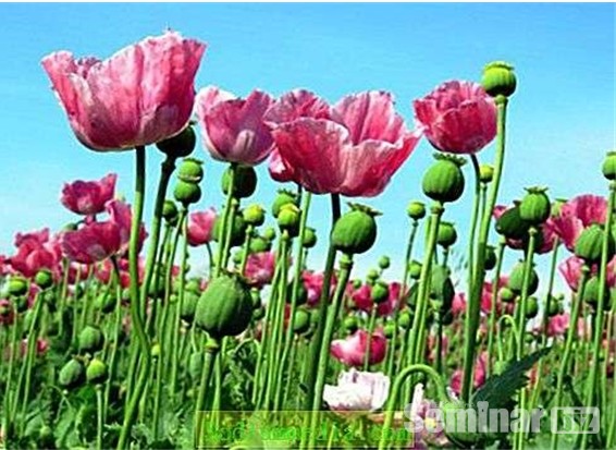 아편의 원료가 되는 양귀비 열매와 꽃