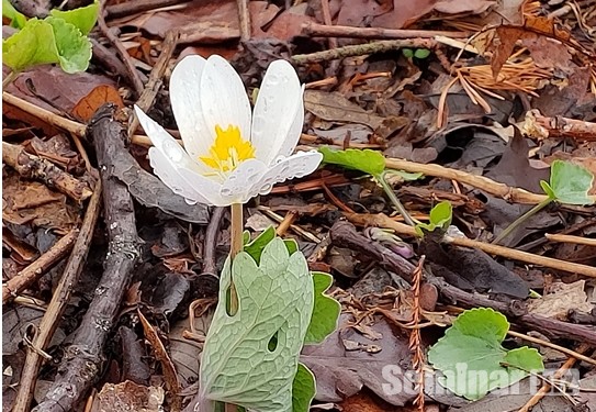 혈근초(학명; Sanguinaria canadensis)와 꽃