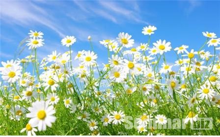 캐모마일(Chamomile, 학명; Matricaria chamomilla)