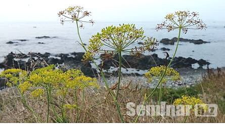 회향(학명; Foeniculi Fructus)