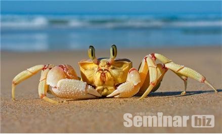 키토산의 원료인 게.(True crabs, 학명; Brachyura)