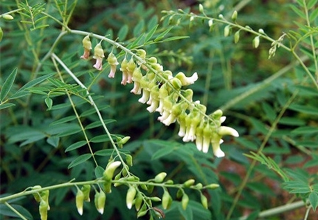 고삼. (영문명; Sophorae Radix)