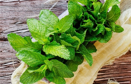 레몬 밤(학명: Melissa officinalis) 