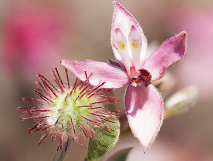 라타니아(학명: Krameria lappacea)