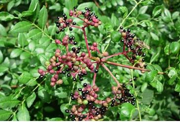 산초나무와 열매(학명; Zanthoxylum schinifolium)