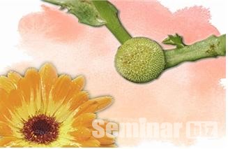 센티페다 컨닝해미