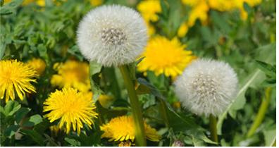 포공영 (민들레. 학명; Taraxacum platycarpum)