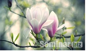 마그놀리아(학명; magnoliaceae)