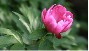적작약(함박꽃, 赤芍藥; Peony)