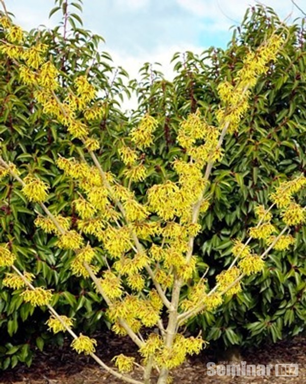 하마멜리스(학명: Hammamelis Virginiana)