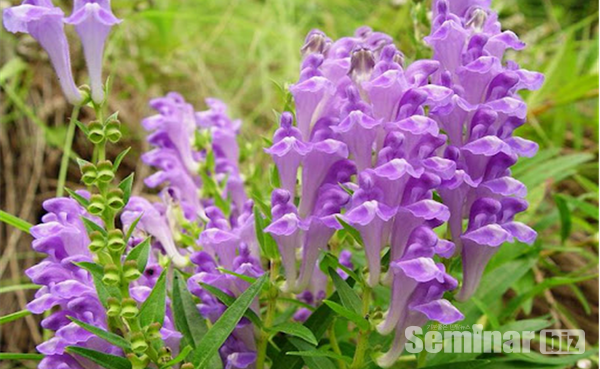 황금 (일명 속썩은풀, 학명; Scutellaria baicalensis George)