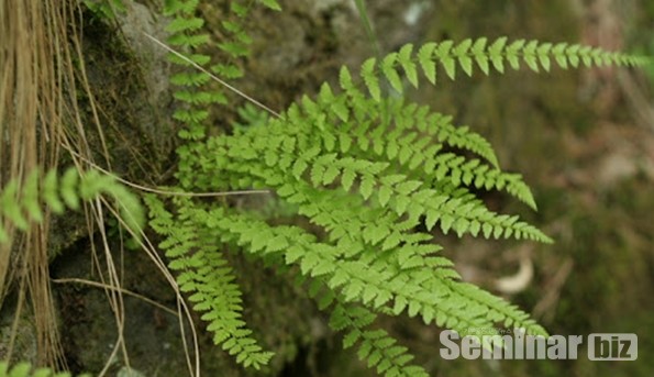 꼬리고사리 (학명; Asplenium incisum )