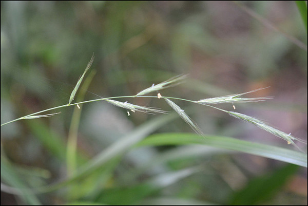 숲개밀(학명; Brachypodium sylvaticum)