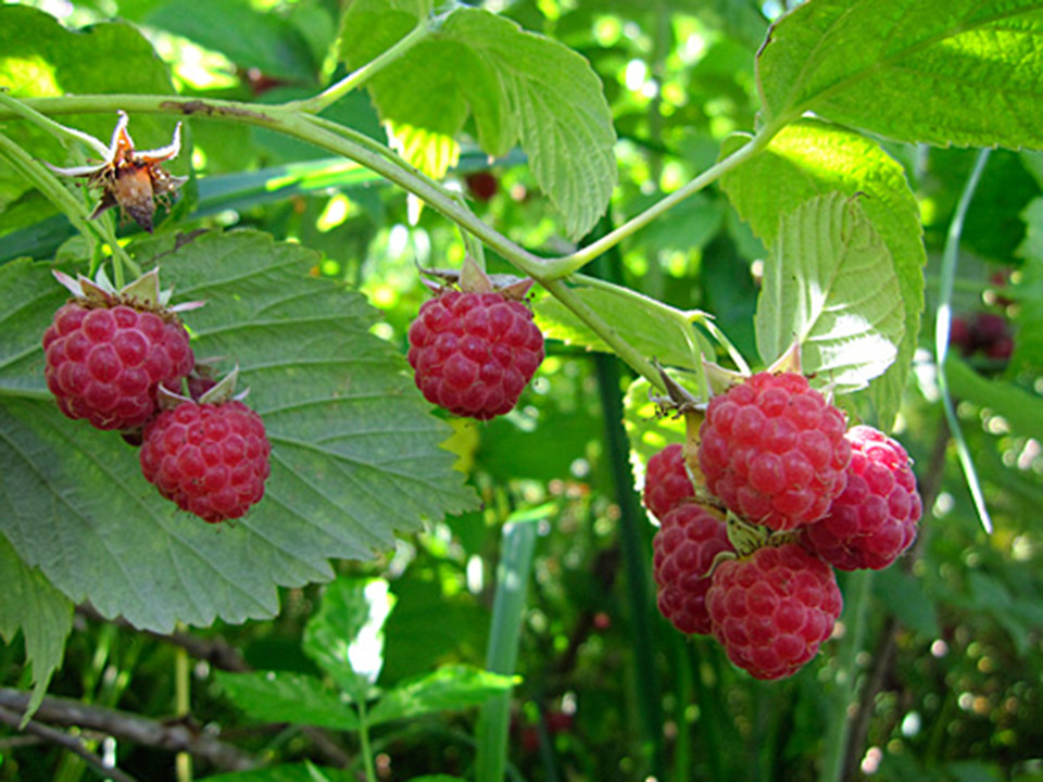 라즈베리(학명: Rubus idaeus)