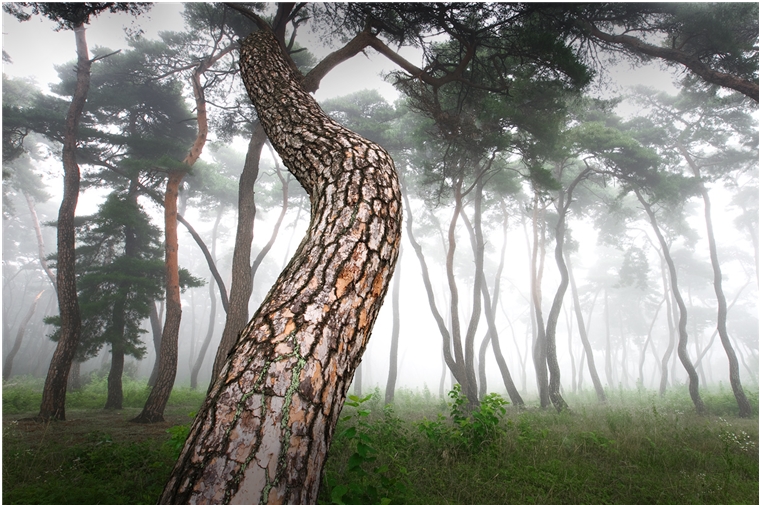 소나무(학명; Pinus densiflora)