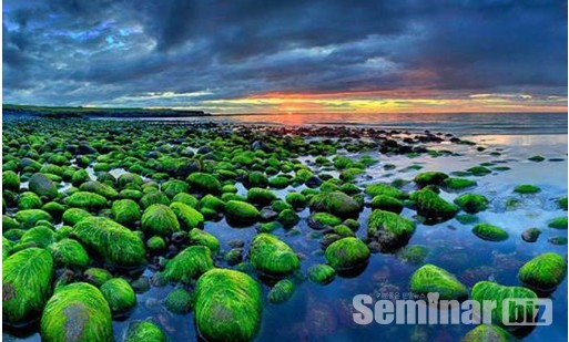 아이슬란드 이끼(학명; Cetraria islandica)