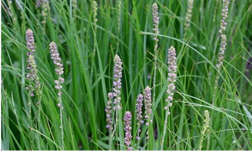 지모(학명; Anemarrhena asphodeloides Bunge)