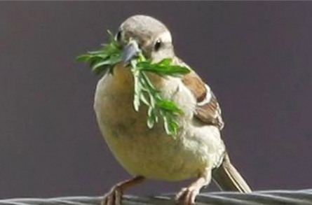 참새가 물고 있는 쑥.(학명: Artemisia indica)