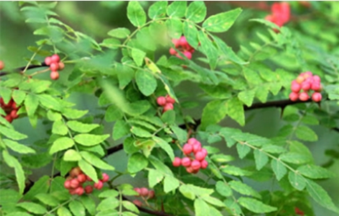 초피(학명; Zanthoxylum piperitum)