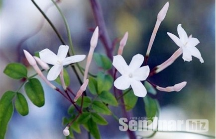 자스민(학명; Jasminum polyanthum. 페르시아어; Yasmin; ‘신의 선물’)