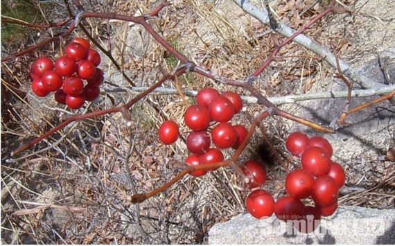 토복령(청미래덩굴, 맹감나무, 학명; Smilax china L.)