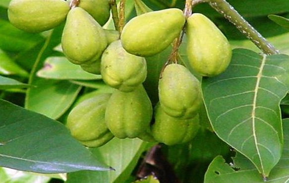 가자(학명; Terminalia chebula Retzius)