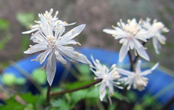 황련(학명; Coptis chinesis Franch)